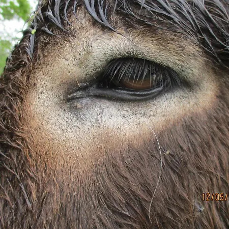 La Chataigneraie Ida Occitania * Viala-du-Tarn